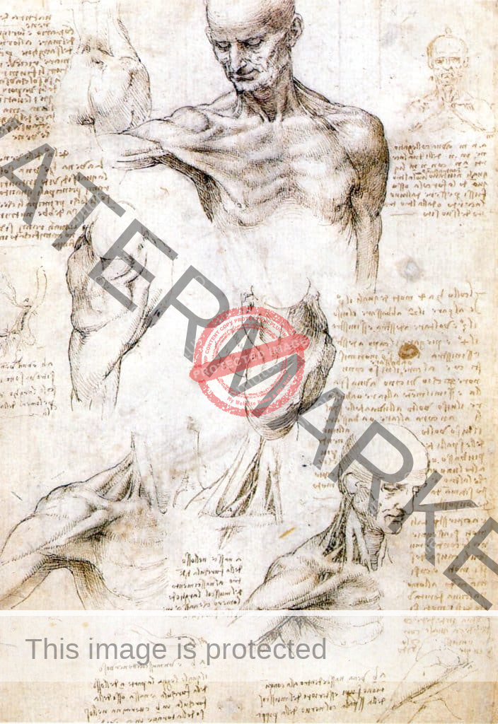 Leonardo: Anatomical Drawings,Neck and Shoulder of a Man 1509-10 Yüksek Rönesans